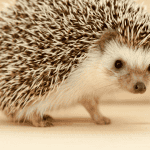 Foods to Avoid in Your Hedgehog’s Diet