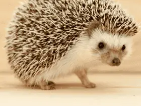Foods to Avoid in Your Hedgehog's Diet 63 Foods to Avoid in Your Hedgehog’s Diet