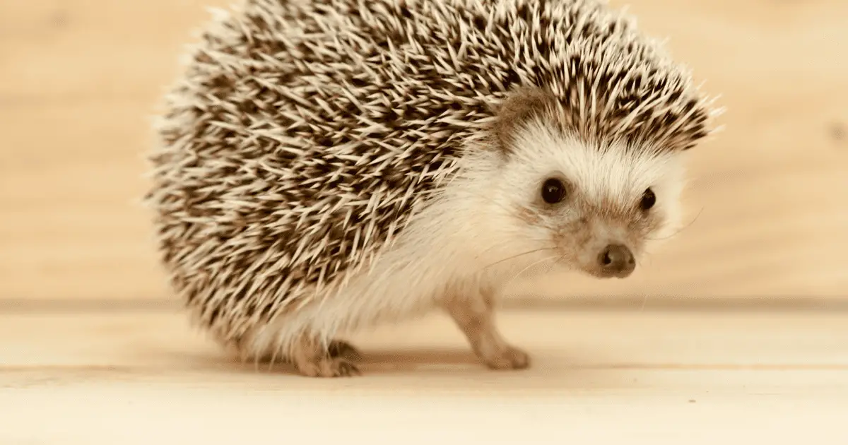 Foods to Avoid in Your Hedgehog's Diet 25 Foods to Avoid in Your Hedgehog’s Diet