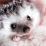 The Right Way to Bathe Your Hedgehog: Tips and Tricks
