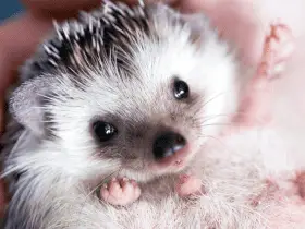 The Right Way to Bathe Your Hedgehog: Tips and Tricks 42 The Right Way to Bathe Your Hedgehog: Tips and Tricks