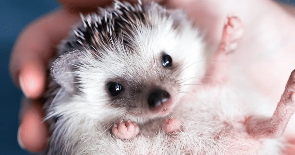 The Right Way to Bathe Your Hedgehog: Tips and Tricks