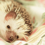 DIY Hedgehog Cage Liners: An Eco-Friendly Alternative