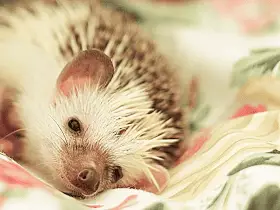 DIY Hedgehog Cage Liners: An Eco-Friendly Alternative