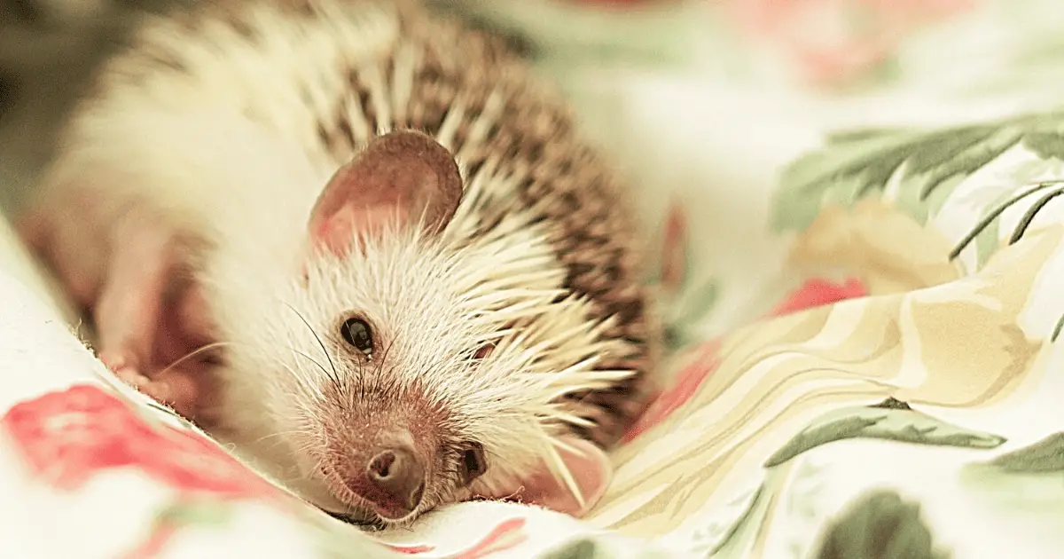 DIY Hedgehog Cage Liners: An Eco-Friendly Alternative 25 DIY Hedgehog Cage Liners: An Eco-Friendly Alternative