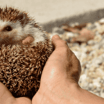 Ensuring Safety in Your Hedgehog’s Playpen