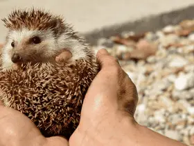 Ensuring Safety in Your Hedgehog’s Playpen