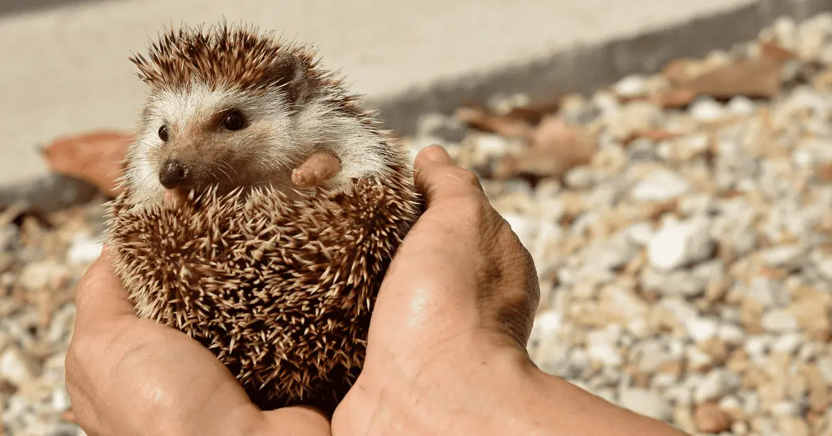 Ensuring Safety in Your Hedgehog's Playpen 25 Ensuring Safety in Your Hedgehog’s Playpen