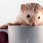 Is a Hedgehog a Good First Pet? Pros and Cons
