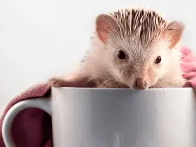 Is a Hedgehog a Good First Pet? Pros and Cons 48 Is a Hedgehog a Good First Pet? Pros and Cons