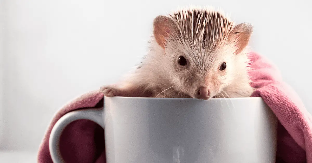 Is a Hedgehog a Good First Pet? Pros and Cons 25 Is a Hedgehog a Good First Pet? Pros and Cons
