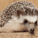 The Ultimate List of Cute and Cuddly Hedgehog Names