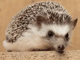 The Ultimate List of Cute and Cuddly Hedgehog Names