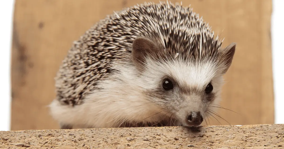 The Ultimate List of Cute and Cuddly Hedgehog Names 25 The Ultimate List of Cute and Cuddly Hedgehog Names