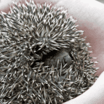 Why Do Hedgehogs Roll Into Balls