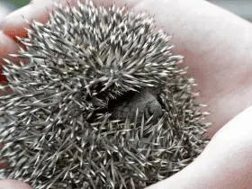 Why Do Hedgehogs Roll Into Balls? And 15 Other Curious Facts 33 Why Do Hedgehogs Roll Into Balls
