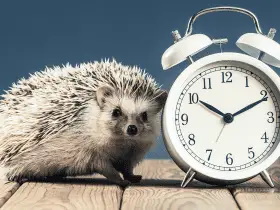 From Sonic to Shakespeare: 15 Names Inspired by Fictional Characters