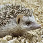 The Best Bedding Choices for Your Prickly Friend