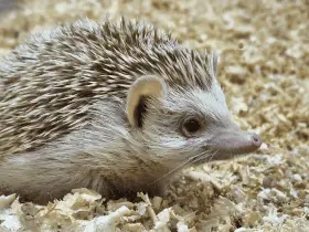 The Best Bedding Choices for Your Prickly Friend