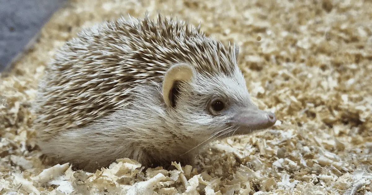 The Best Bedding Choices for Your Prickly Friend 25 The Best Bedding Choices for Your Prickly Friend