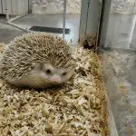 The Ultimate Guide to Choosing the Best Hedgehog Cage