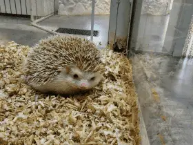 The Ultimate Guide to Choosing the Best Hedgehog Cage