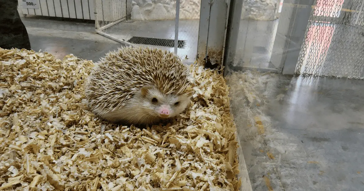 The Ultimate Guide to Choosing the Best Hedgehog Cage