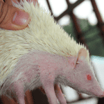 Decoding the Many Noises of Hedgehogs