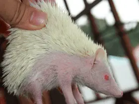 Guess That Sound: Decoding the Many Noises of Hedgehogs 42 Decoding the Many Noises of Hedgehogs