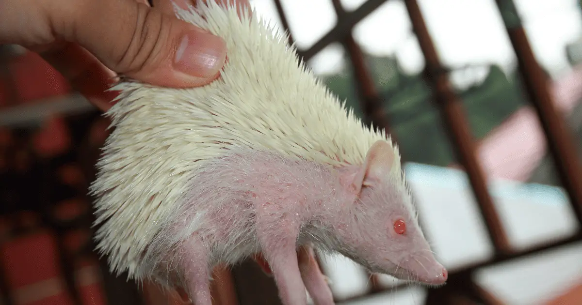 Guess That Sound: Decoding the Many Noises of Hedgehogs 25 Decoding the Many Noises of Hedgehogs