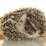 Are Hedgehogs Nocturnal? Understanding Their Sleep Patterns