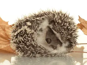 Are Hedgehogs Nocturnal? Understanding Their Sleep Patterns 60 Are Hedgehogs Nocturnal? Understanding Their Sleep Patterns