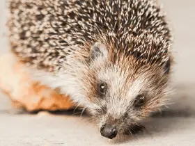 Common Reasons Why Hedgehogs Might Bite 57 Common Reasons Why Hedgehogs Might Bite