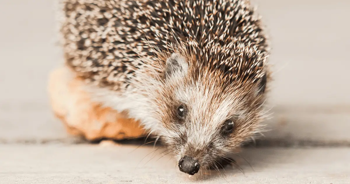 Common Reasons Why Hedgehogs Might Bite 25 Common Reasons Why Hedgehogs Might Bite
