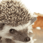 Responsible Adoption: Finding Reputable Breeders and Rescues