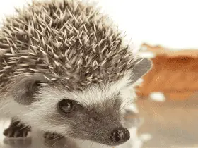 Responsible Adoption: Finding Reputable Breeders and Rescues