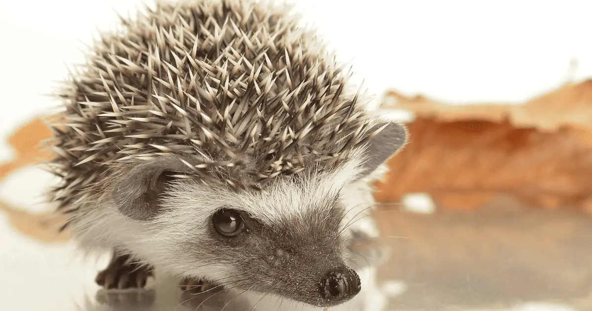 Responsible Adoption: Finding Reputable Breeders and Rescues 25 Responsible Adoption: Finding Reputable Breeders and Rescues