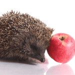 Hedgehog Intelligence: Can They Learn and Solve Problems?