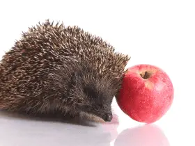 Hedgehog Intelligence: Can They Learn and Solve Problems?
