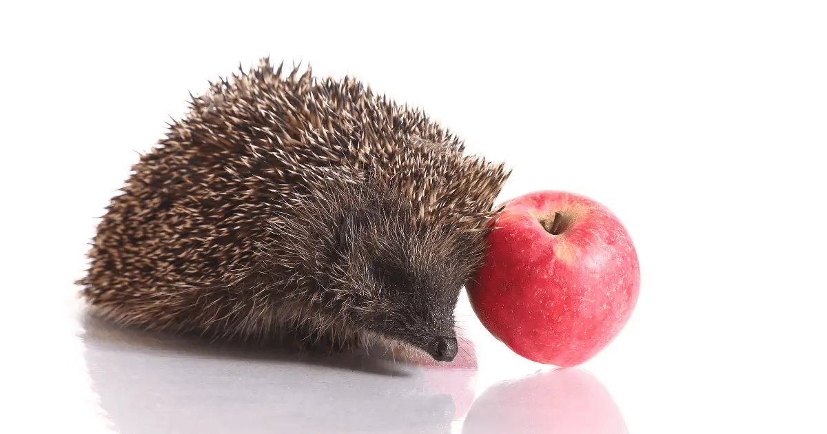 Hedgehog Intelligence: Can They Learn and Solve Problems? 25 Hedgehog Intelligence: Can They Learn and Solve Problems?