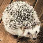 DIY Natural Cleaners Safe for Hedgehog Habitats