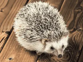 DIY Natural Cleaners Safe for Hedgehog Habitats 72 DIY Natural Cleaners Safe for Hedgehog Habitats