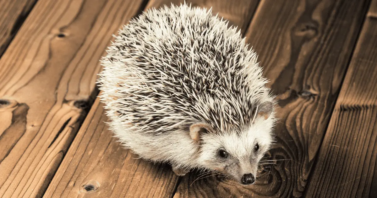 DIY Natural Cleaners Safe for Hedgehog Habitats 25 DIY Natural Cleaners Safe for Hedgehog Habitats