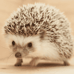 10 Surprising Facts About Hedgehogs Every Owner Should Know