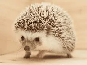 10 Surprising Facts About Hedgehogs Every Owner Should Know 27 10 Surprising Facts About Hedgehogs Every Owner Should Know