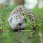 Recognizing Common Health Issues in Pet Hedgehogs