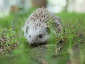 Recognizing Common Health Issues in Pet Hedgehogs 57 Recognizing Common Health Issues in Pet Hedgehogs