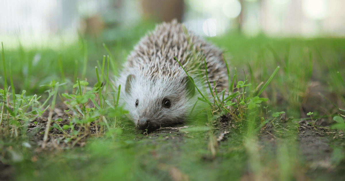 Recognizing Common Health Issues in Pet Hedgehogs
