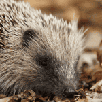 Keeping It Clean: Best Practices for Cage Liner Maintenance