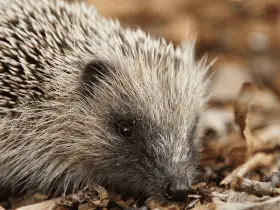 Keeping It Clean: Best Practices for Cage Liner Maintenance